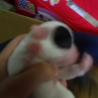 Photo #229098 de Calice