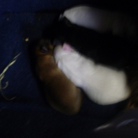 Photo #229101 de Calice