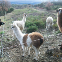 Photo #229126 de Canelle