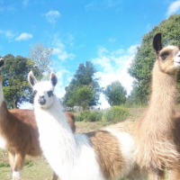Photo #229139 de Canelle