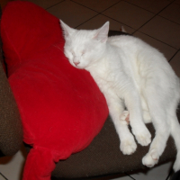 Photo #229150 de Ninette