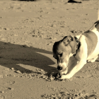 Photo #229152 de Maya