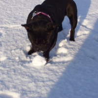 Photo #229180 de Daisy