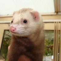 Photo #229205 de Eben