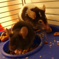 Photo #229234 de Carboxyle