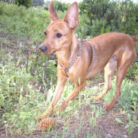 Photo #229236 de Dolly