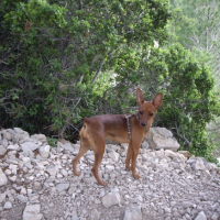 Photo #229238 de Dolly