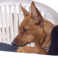 Photo #229240 de Dolly