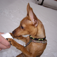 Photo #229242 de Dolly