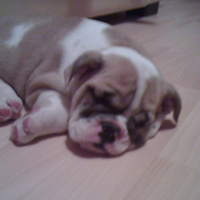 Photo #229244 de Xena