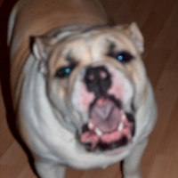 Photo #229245 de Xena
