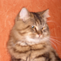 Photo #229256 de Scherkanne