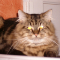 Photo #229257 de Scherkanne