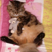 Photo #229258 de Scherkanne