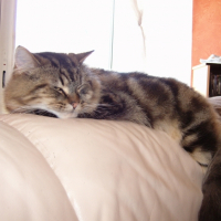 Photo #229260 de Scherkanne