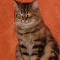 Photo #229262 de Scherkanne