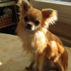 PETIT CHIEN D'AMOUR
