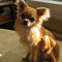 Photo #229265 de Cisko