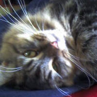 Photo #229266 de Scherkanne