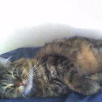 Photo #229268 de Scherkanne