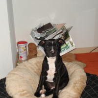 Photo #229272 de Unkut