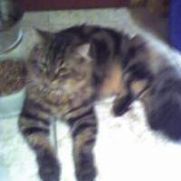 Photo #229273 de Scherkanne