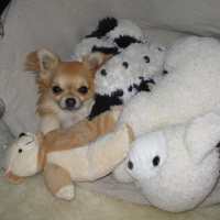 Photo #229283 de Cisko