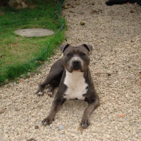 Photo #229288 de Capone