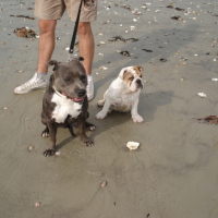 Photo #229289 de Capone