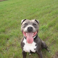 Photo #229291 de Capone