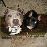 Photo #229295 de Bijou