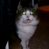 Photo #229316 de Minette