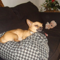 Photo #229325 de Dan