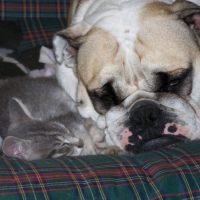 Photo #229373 de Schocks
