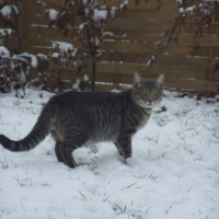 Photo #229375 de Schocks