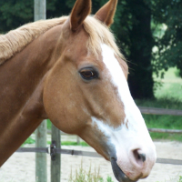 Photo #229380 de Hobby turgot