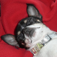 Photo #229385 de Luna
