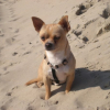 Carmelo à la plage