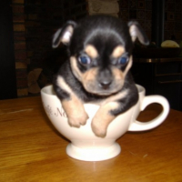 Photo #229392 de Stella