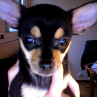 Photo #229394 de Stella