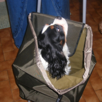 Photo #229418 de Biscuit