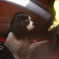 Photo #229422 de Biscuit