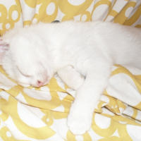 Photo #229460 de Ninette