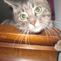 tout en haut de l'armoire 
