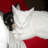 Photo #229466 de Ninette