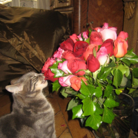 Photo #229469 de Zoé