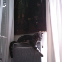 Photo #229471 de Zoé