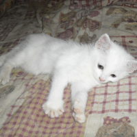 Photo #229475 de Ninette