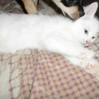 Photo #229476 de Ninette