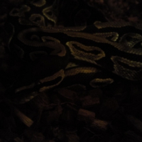 Photo #229502 de Tarzan